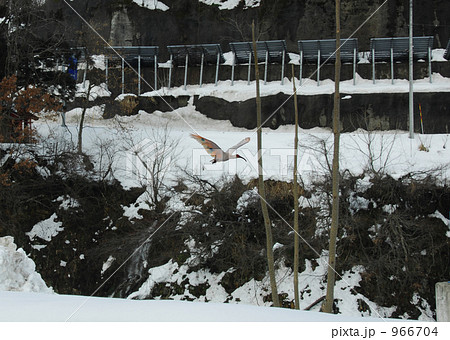 雪の谷を渡る朱鷺 966704