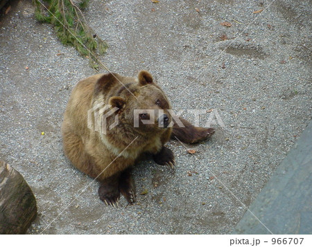 ベルンのシンボル 966707