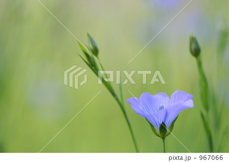 亜麻の花の写真素材