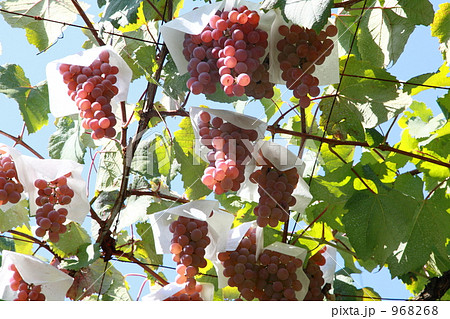 デラウェア 968268