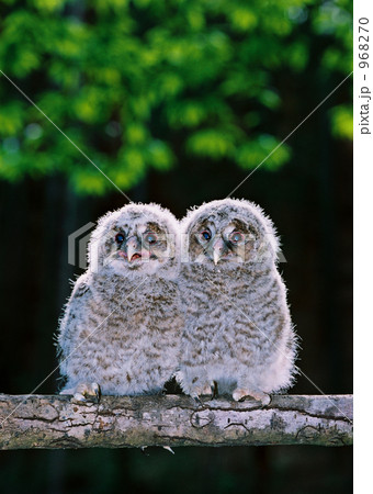 巣立ちの日 968270