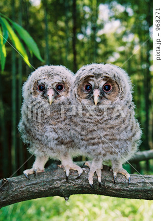 巣立ちの日 968271