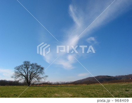 秋空とハルニレの木 秋空とハルニレの木 968409