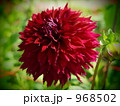 ダリアのミッドナイトダンサーです。 968502