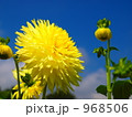 ダリアの黄雨です。 968506