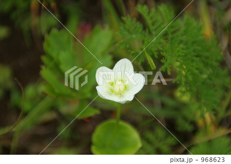 エゾウメバチソウ 968623