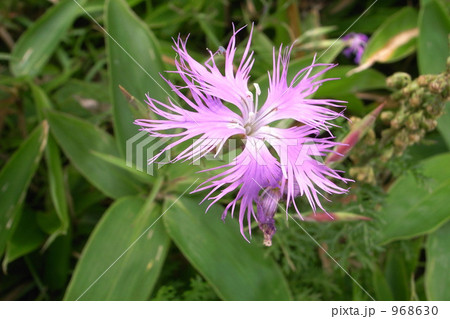 タカネナデシコ 968630