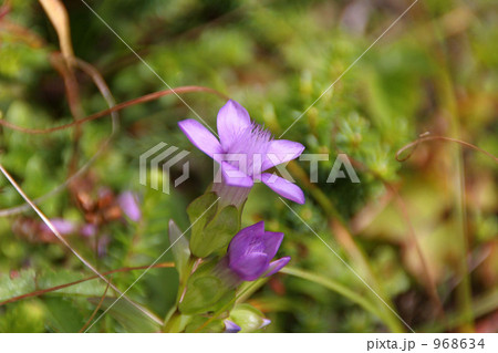 チシマリンドウ 968634