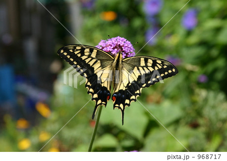 羽を広げて花にとまるアゲハ 968717