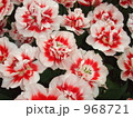 八重のチューリップ 968721