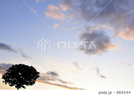 夕暮れのセブンスターの木 969344