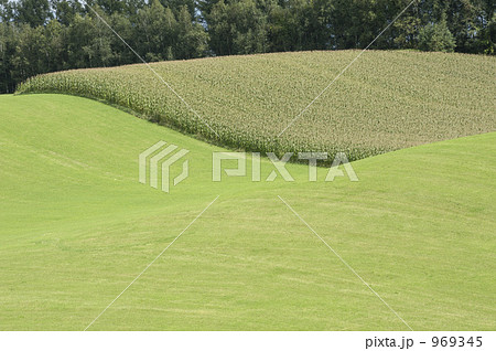 トウモロコシ畑 969345