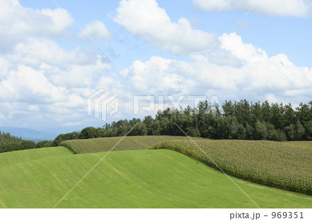 トウモロコシ畑 969351