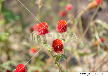 千日紅 969646