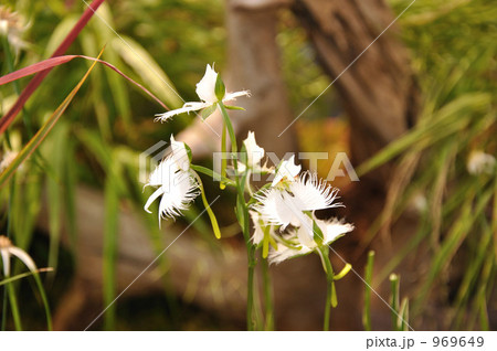 さぎ草 さぎ草 969649