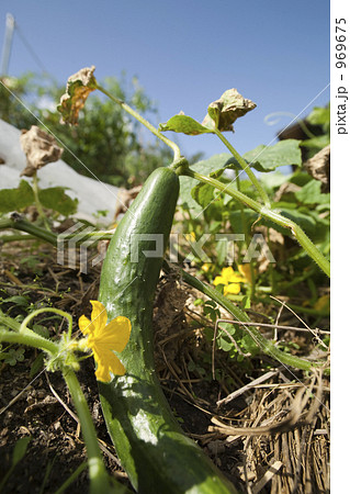 黄色の花と地這いキュウリ 969675
