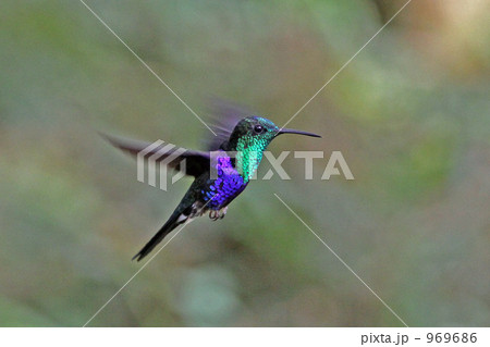 ハチドリのホバリング 969686