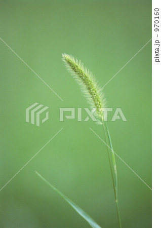 エノコログサ 970160