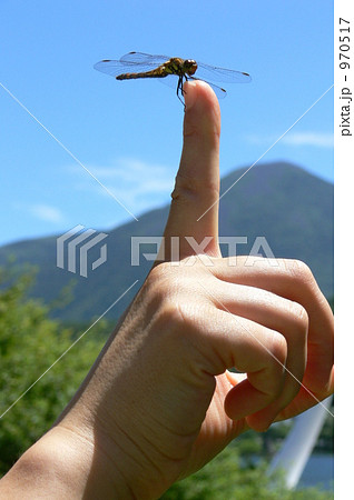蜻蛉 970517