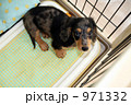 子犬 971332