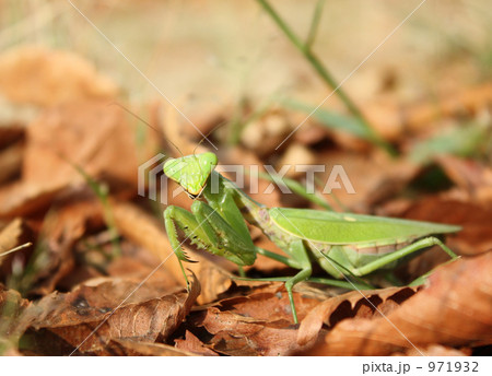 かまきりのかわいい目 かまきりのかわいい目 971932