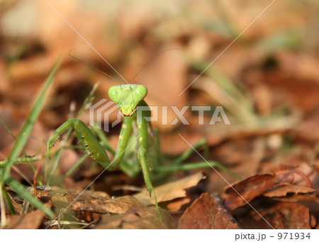 かまきりのかわいい目 かまきりのかわいい目 971934