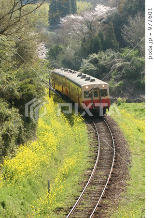 菜の花のローカル線 菜の花のローカル線 972601