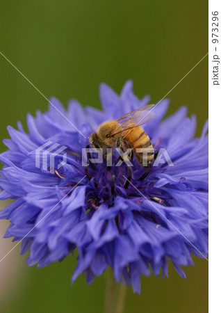 ミツバチ　矢車菊 973296