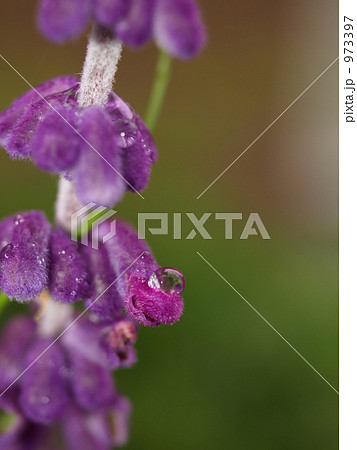 アメジストセージ 973397