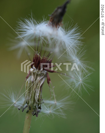 タンポポ 973402