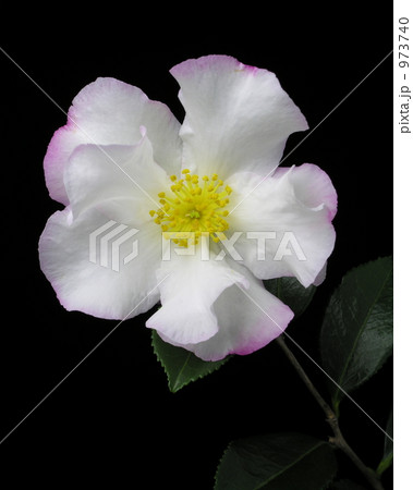 サザンカ‘華子姫’ サザンカ‘華子姫’ 973740