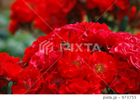 ミツバチとバラ ミツバチとバラ 973755