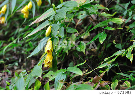 山里の貴婦人 キイジョウロウホトトギスの写真素材