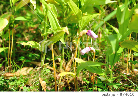 ナンバンギゼル~思い草 ナンバンギゼル~思い草 974010