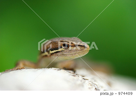 small dinosaur small dinosaur 974409