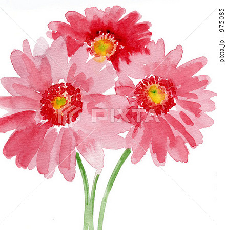 ガーベラ ガーベラ 975085