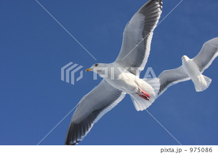 青空を舞う2羽のカモメ 青空を舞う2羽のカモメ 975086