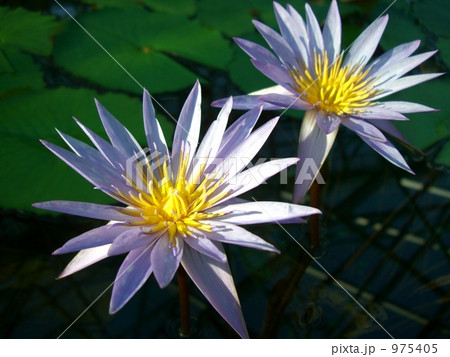 睡蓮の花 975405
