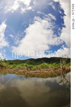 青空の下のマングローブの森と原生林 975406
