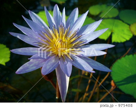 睡蓮の花 975408