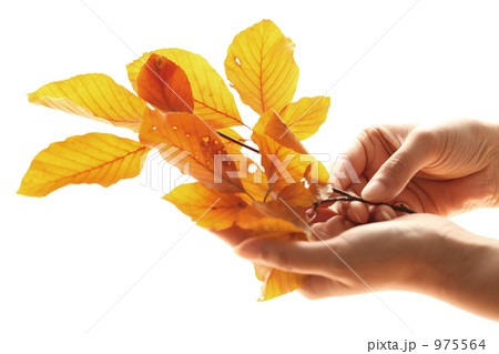 秋イメージ 975564