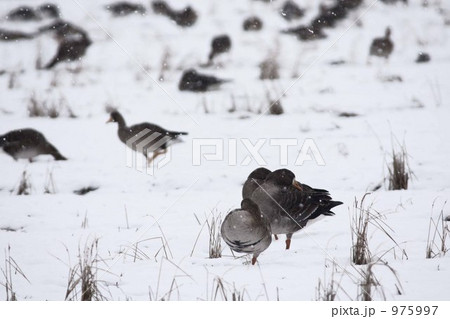 真雁の休息 975997