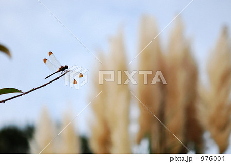 秋の情景 秋の情景 976004