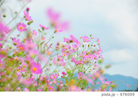 コスモス コスモス 976009