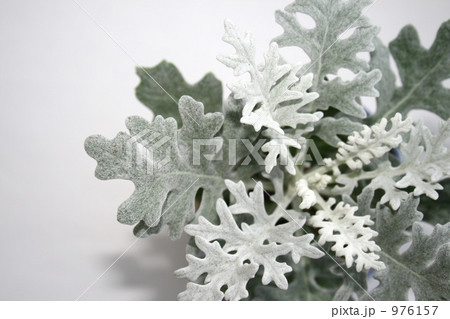ダスティミラー 白妙菊 白い葉の写真素材