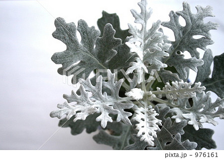 ダスティミラー 白妙菊 白い葉の写真素材