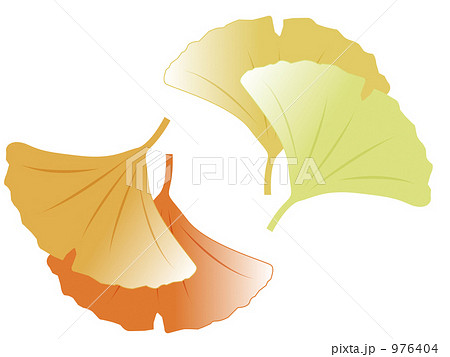 イチョウの葉 枯れ葉 銀杏のイラスト素材