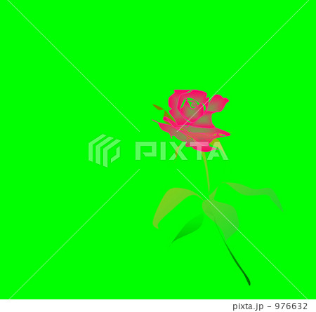 カルメンの薔薇 976632