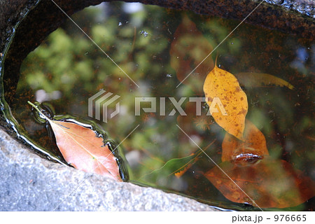 水面の落葉 976665