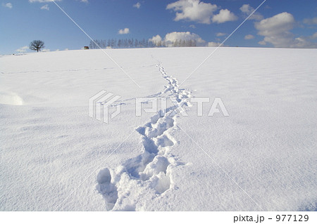 雪原の足跡 977129